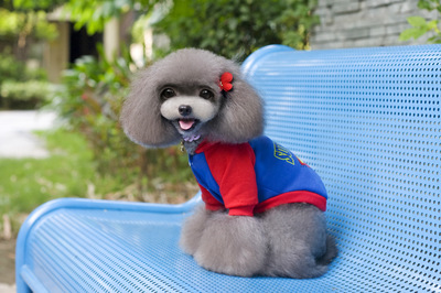 寵物用品網(wǎng)店 打造愛寵溫馨家園的便捷之選